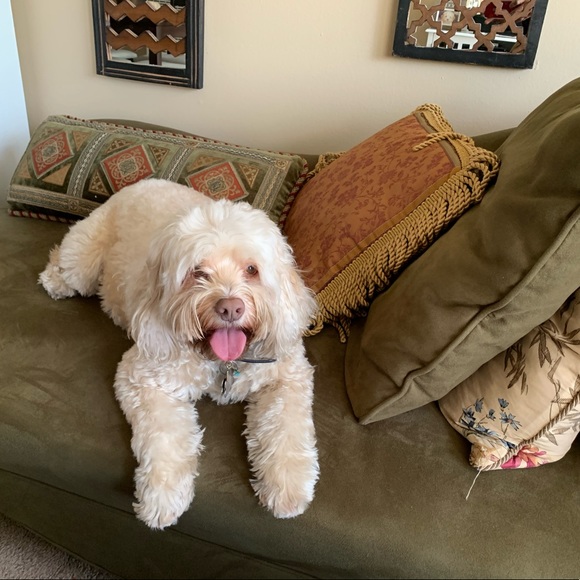 🐻 Bears Gear 4 $ale 🩲 - Picture 6 of 15